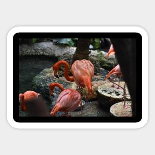 Flamingo Sticker